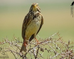 پرنده نگری در ایران - زردپره مزرعه