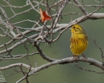 پرنده نگری در ایران - زرده پره لیمویی (Yellowhammer)