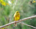 پرنده نگری در ایران - زرده پره لیمویی