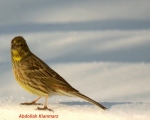 پرنده نگری در ایران - زرد پره لیمویی