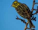 پرنده نگری در ایران - زرد پره