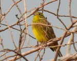 پرنده نگری در ایران - زرده پرنده لیمویی