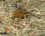 پرنده نگری در ایران - زرده پره کوهی