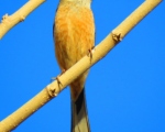 پرنده نگری در ایران - زردپره کوهی