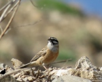 پرنده نگری در ایران - زرد پره کوهی