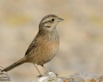 پرنده نگری در ایران - زردپره کوهی