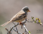پرنده نگری در ایران - زردپره سر خاکستری