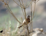 پرنده نگری در ایران - زرد پره سرخاکستری
