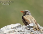 پرنده نگری در ایران - زردپره سر خاکستری