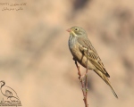 پرنده نگری در ایران - زردپره سرزیتونی