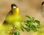 پرنده نگری در ایران - زردپره سرسیاه