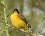 پرنده نگری در ایران - زرد پره سر سیاه
