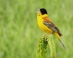 پرنده نگری در ایران - زرده پره سر سیاه
