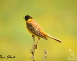 پرنده نگری در ایران - زرده پر سرسیاه