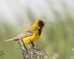 پرنده نگری در ایران - زرده پره سر سرخ