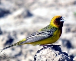 پرنده نگری در ایران - عکس
