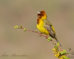 پرنده نگری در ایران - زردپره سر سرخ نر