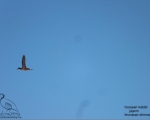 پرنده نگری در ایران - اردک