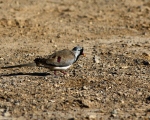 پرنده نگری در ایران - Namaqua