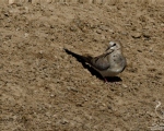 پرنده نگری در ایران - Namaqua Dove