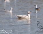 پرنده نگری در ایران - Glaucous Gull