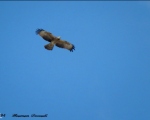 پرنده نگری در ایران - سارگپه جنگلی تاجدار - Crested Honey Buzzard