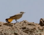 پرنده نگری در ایران - چکچک ایرانی