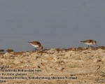 پرنده نگری در ایران - Red-necked Stint