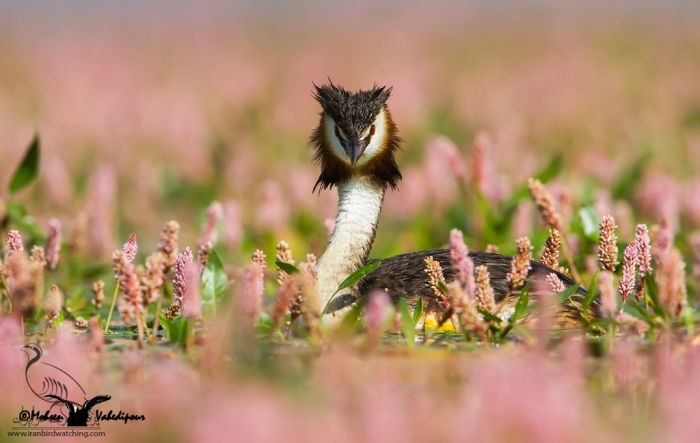 پرنده نگری در ایران - Great Crested Grebe