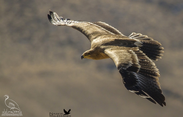 پرنده نگری در ایران - عقاب صحرایی