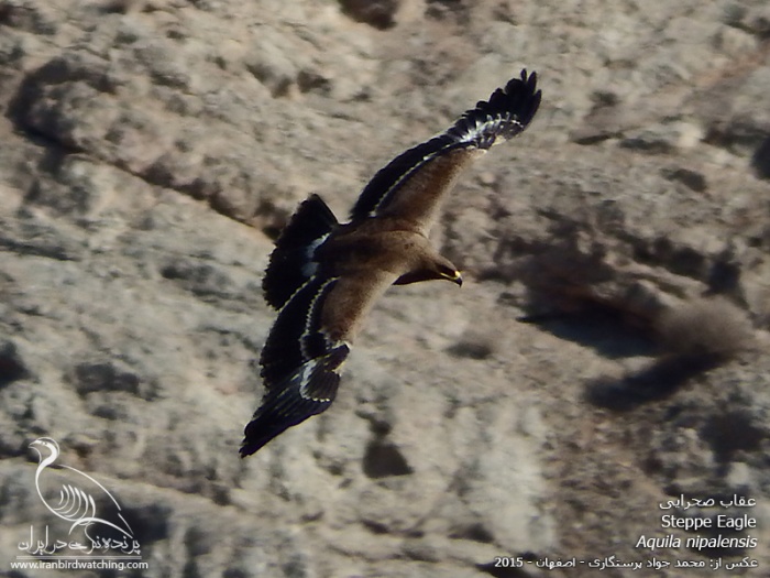 پرنده نگری در ایران - Steppe Eagle