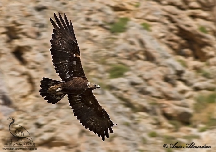 پرنده نگری در ایران - عقاب طلائی