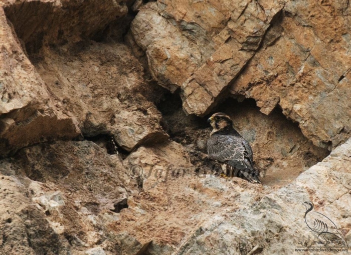 پرنده نگری در ایران - Barbary Falcon