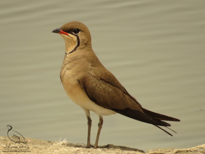 پرنده نگری در ایران - گلاریول بال سرخ - Pratincole