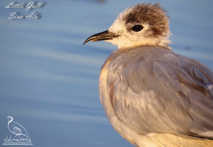 پرنده نگری در ایران - کاکایی کوچک