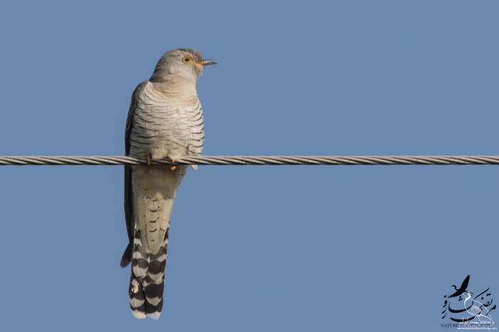 پرنده نگری در ایران - کوکو