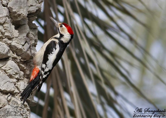 پرنده نگری در ایران - Sind Woodpecker