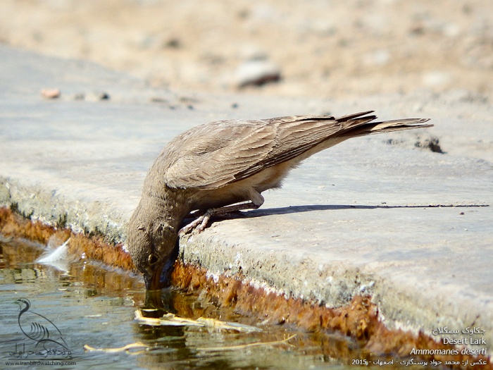 پرنده نگری در ایران - چکاوک سنگلاخ