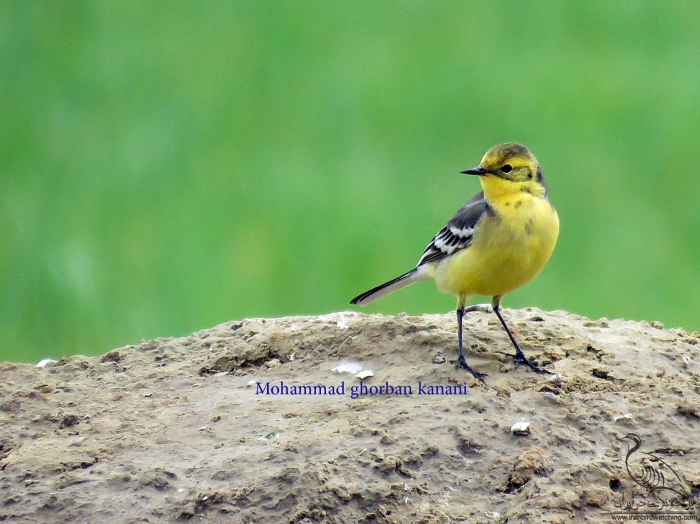 پرنده نگری در ایران - دم جنبانک سر زرد
