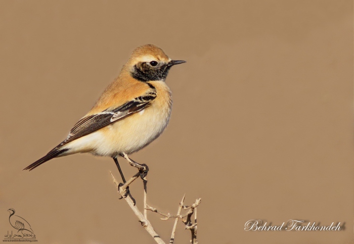پرنده نگری در ایران - چکچک بیابانی Desert Wheatear