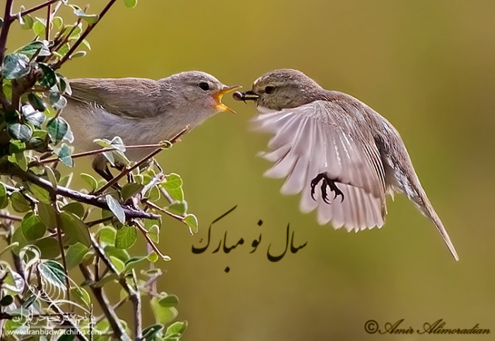 پرنده نگری در ایران - سسک بیدی کوچک