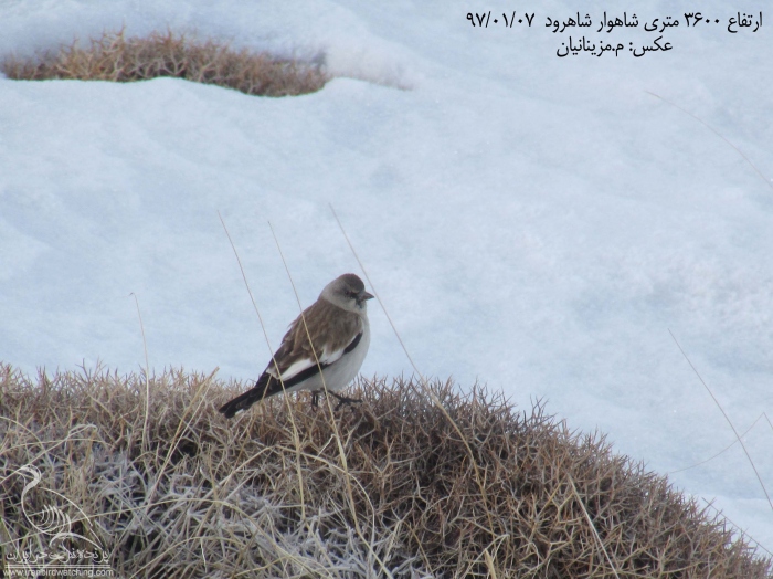 پرنده نگری در ایران - گنجشک برفی