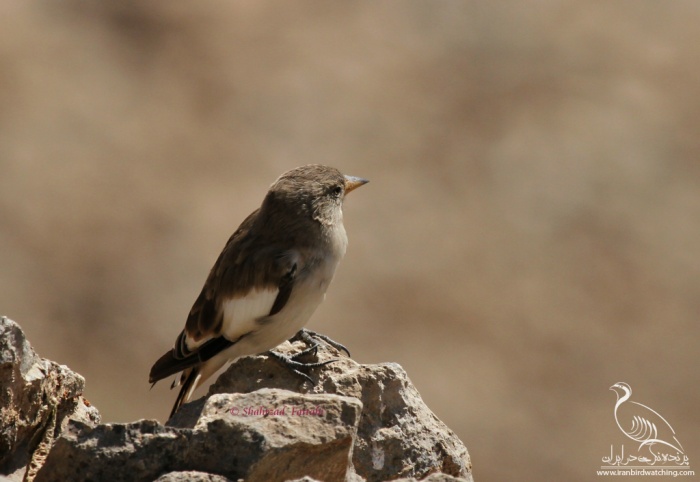 پرنده نگری در ایران - Snowfinch