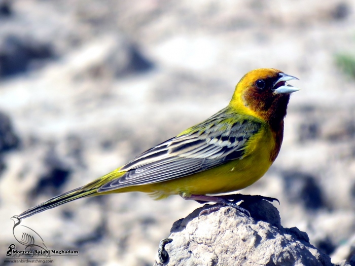 پرنده نگری در ایران - عکس