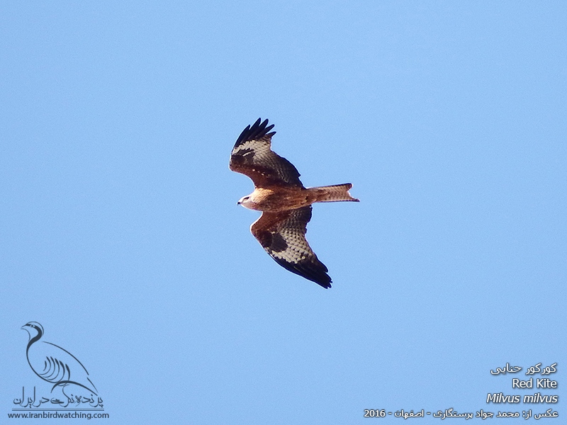 hd image of kite bird