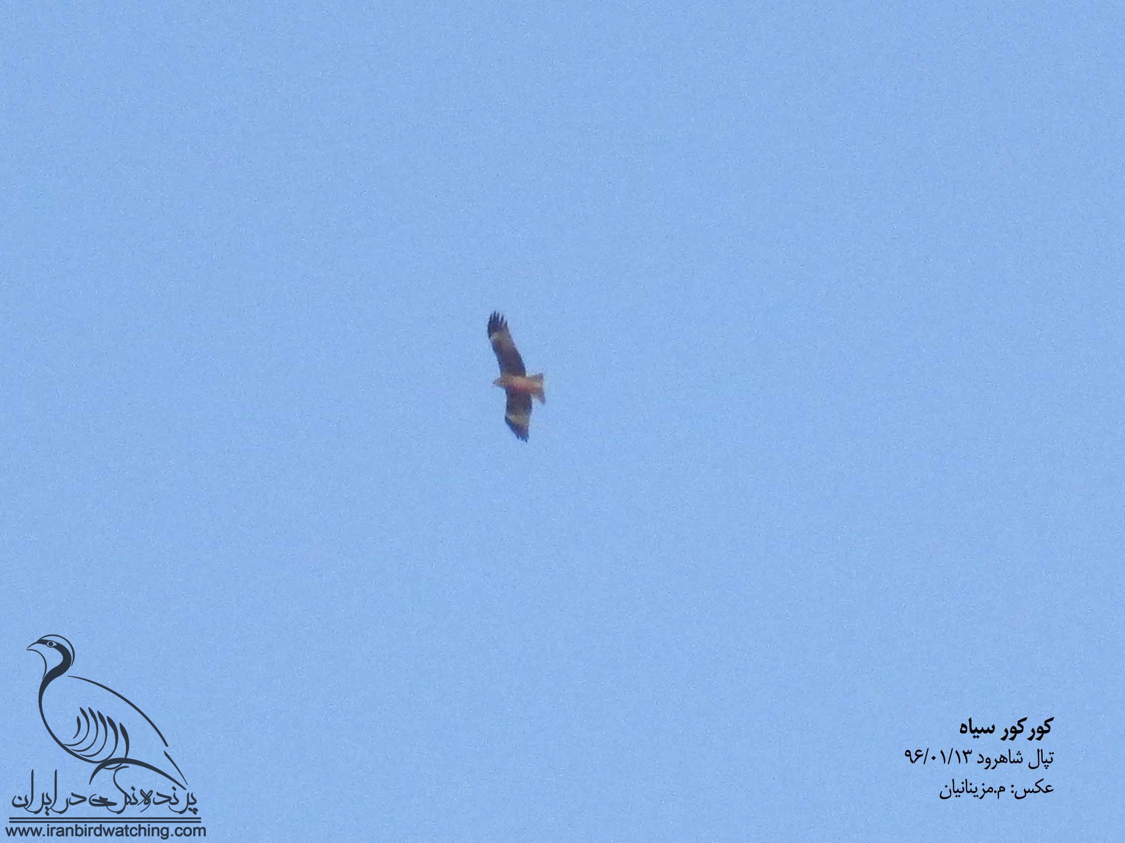 pics of kite bird