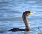 پرنده نگري - باکلان - Great Cormorant - Phalacrocorax carbo