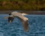 پرنده نگري - حواصیل خاکستری - Grey Heron - Ardea cinerea