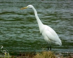 پرنده نگري - اگرت بزرگ - Great White Egret - Egretta alba