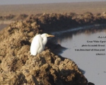 پرنده نگري - اگرت بزرگ - Great White Egret - Egretta alba